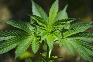 Infosalud.com - Europa concluye que el uso medicinal del cannabis no tiene efectos secundarios graves pero que no siempre es efectivo