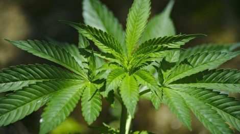 Infosalud.com - Europa concluye que el uso medicinal del cannabis no tiene efectos secundarios graves pero que no siempre es efectivo